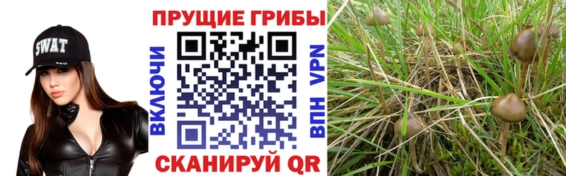 omg сайт  Глазов  Галлюциногенные грибы мухоморы 